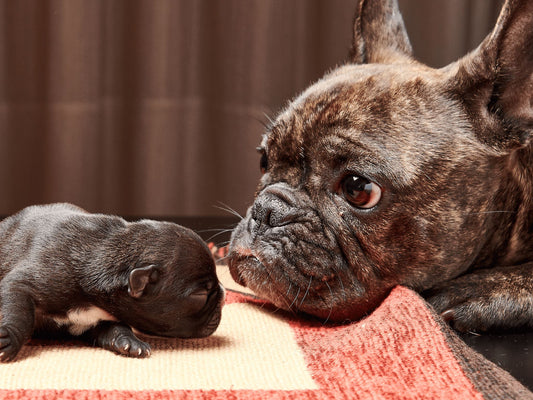 How to Integrate a New Pet Into Your Household