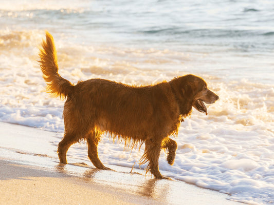 The Best Best Dog-Friendly Beaches in America