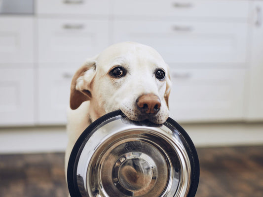 Understanding Pet Food Labels: What You Need to Know