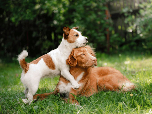 Eco-Friendly Pet Care