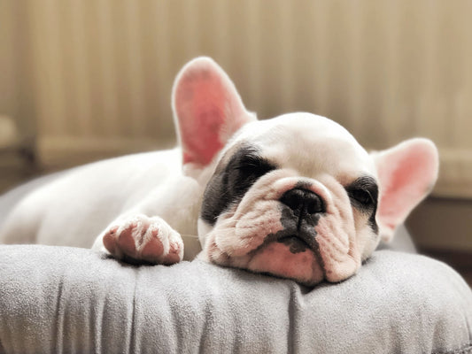 The Essential Guide to Dog Breeds for City Living