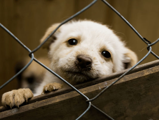 The Process of Adopting a Pet from a Shelter