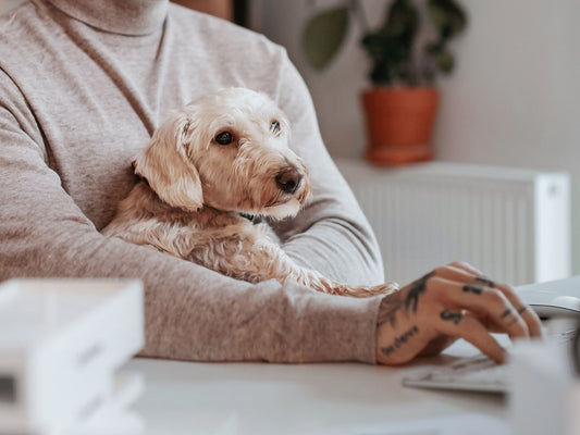 The Rise of Pet-Friendly Workplaces