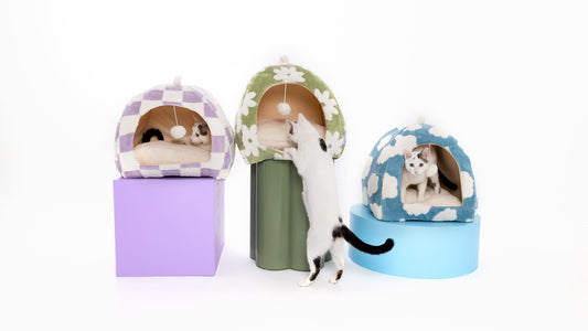 Home Décor Advice from Stylish Pet Lovers