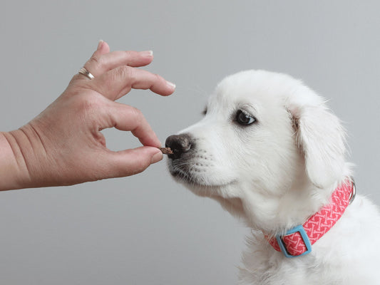 What Vets Want You To Know About Raising a Puppy
