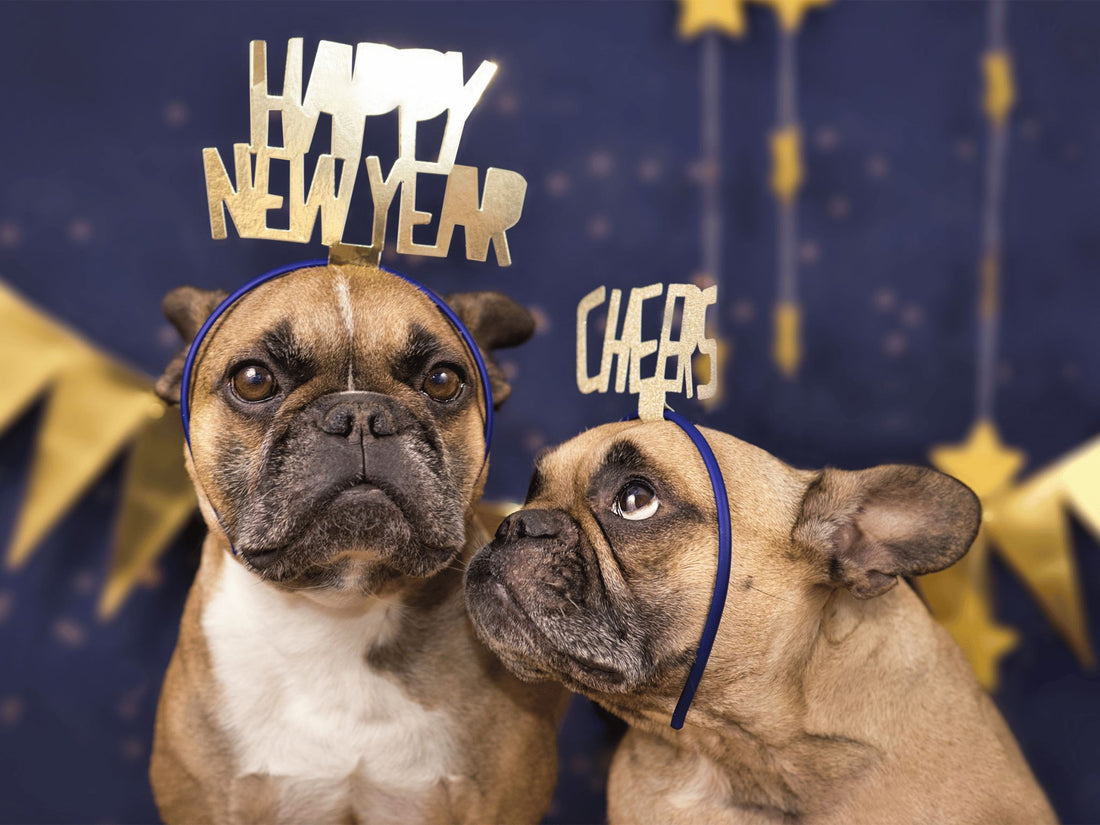 2024 Pet Resolutions and How to Follow Through