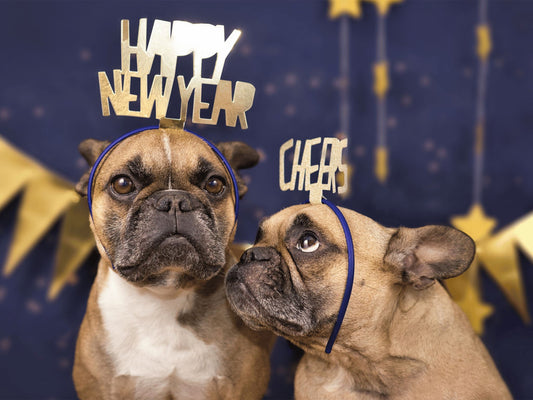 2024 Pet Resolutions and How to Follow Through