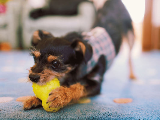 Indoor Games and Activities for Pets