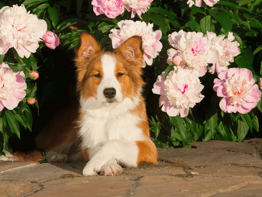 Celebrating Love: How to Spend Valentine's Day with Your Pet