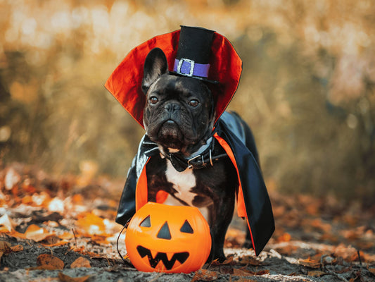 Crafting a Halloween DIY Pet Costume