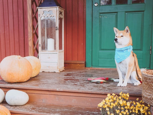 Creating a Pet-Friendly Thanksgiving Celebration