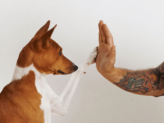 Dog Training: Basic Obedience Made Easy and Fun!