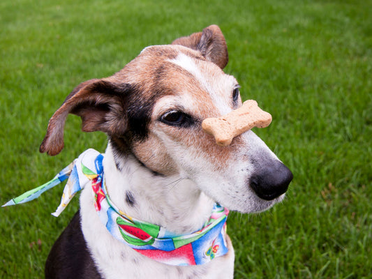 How to Teach Your Dog a New Trick