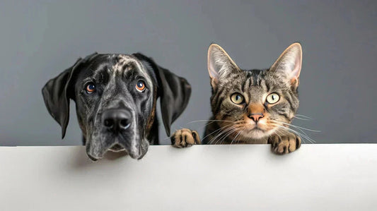 Pet Rivalry of Cuteness - Dogs vs Cats