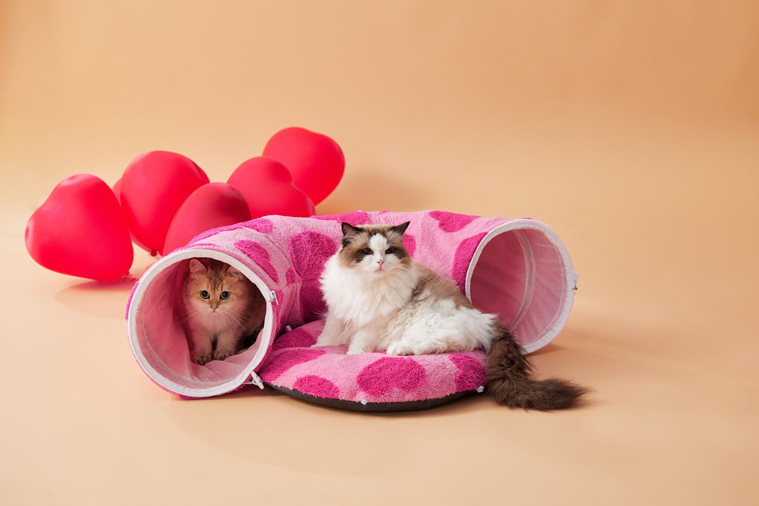 Top 3 Reasons Why Cats Make Great Companions
