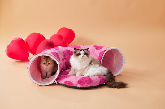 Top 3 Reasons Why Cats Make Great Companions