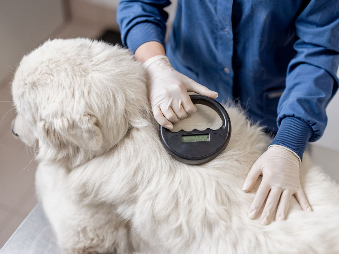Benefits of Microchipping Pets