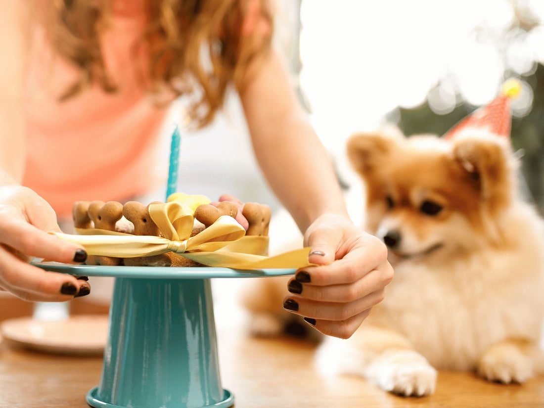 Celebrating Pet Birthdays: Fun and Unique Ideas