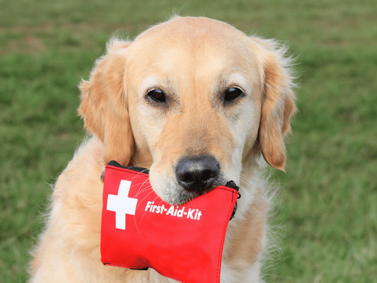 Pet First Aid Basics Every Owner Should Know