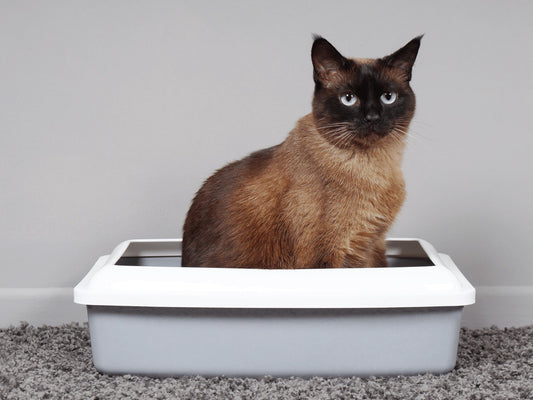 Solving Common Litter Box Problems for Cat Owners