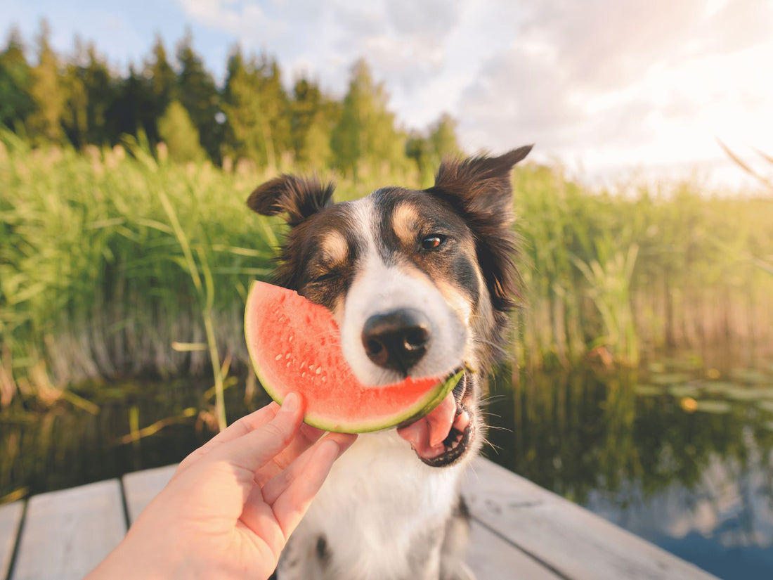 Keeping Cool in Summer: Essential Tips for Your Pet