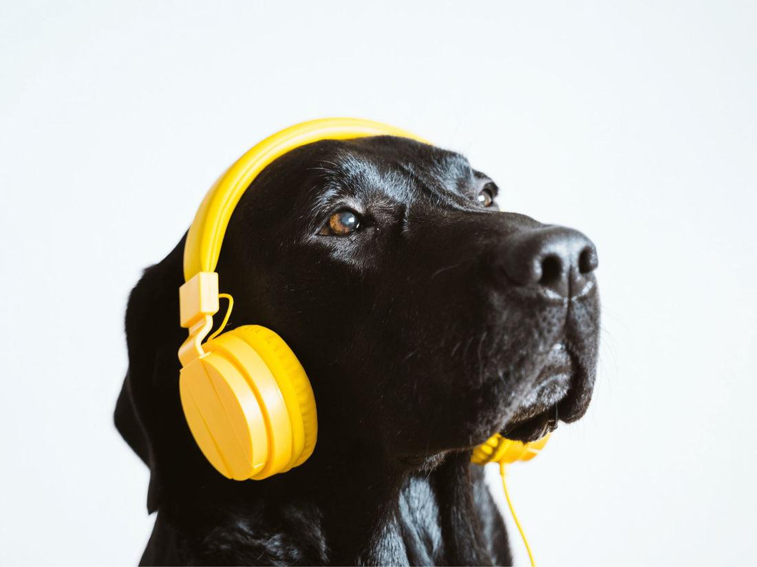 The Impact of Music and Sounds on Pets