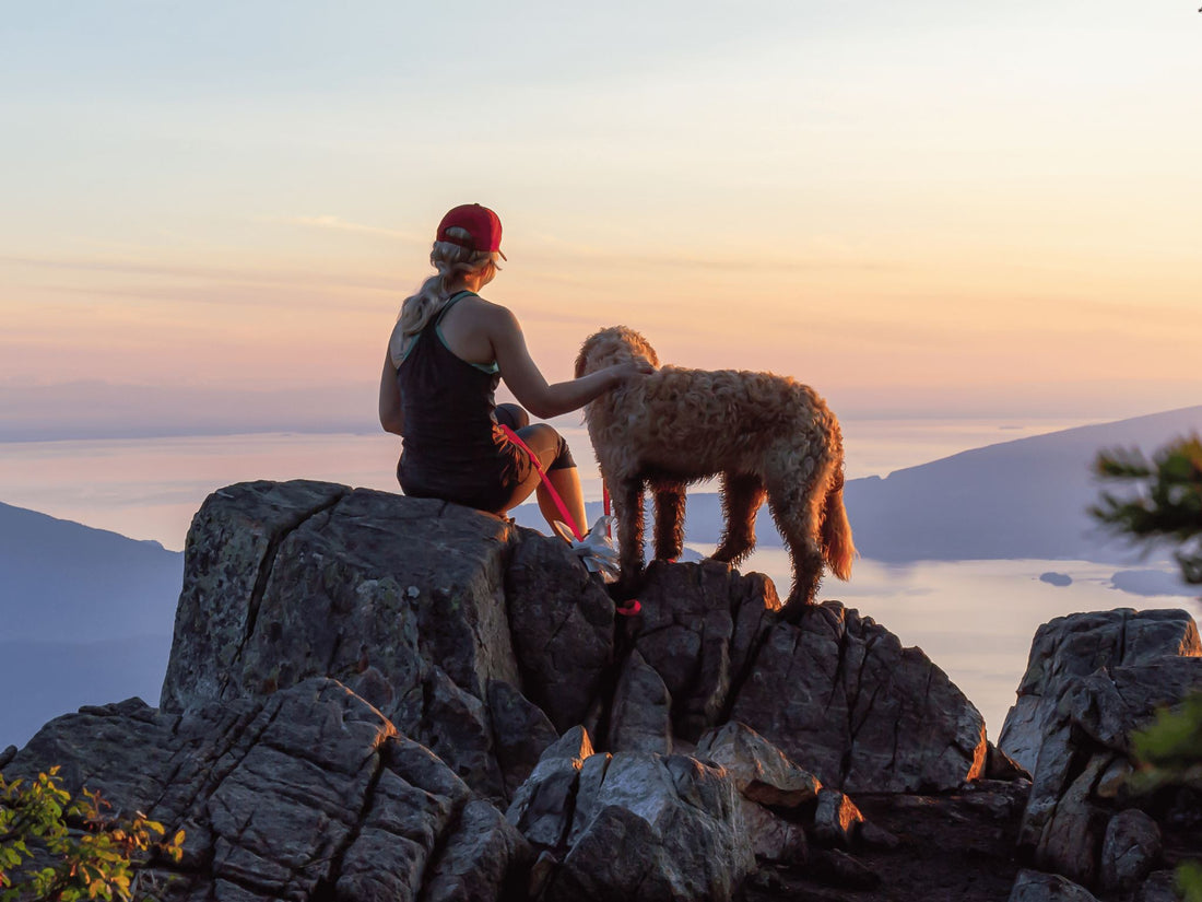 Outdoor Adventures with Your Pet: Safety and Fun Tips