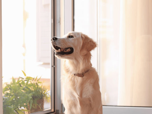 Cozy Apartment Living for Pets: Creating the Perfect Pet-Friendly Space