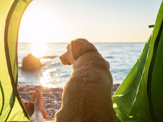 Camping with Your Pet: Making the Adventure Safe and Enjoyable