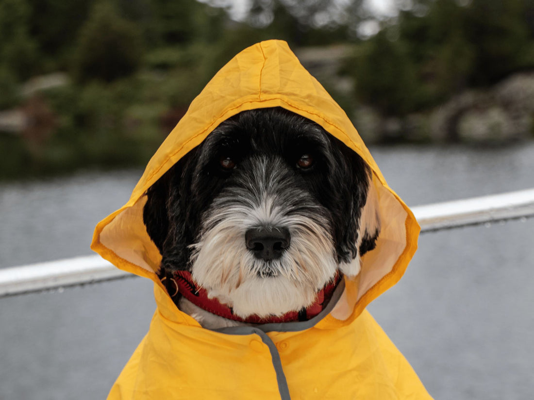 Keeping Pets Safe During Fireworks and Thunderstorms