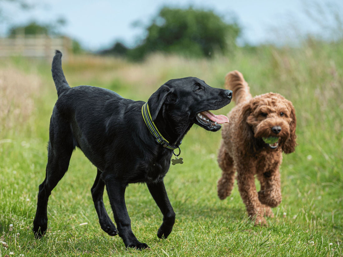 Organizing a Pet Playdate: Dos and Don'ts