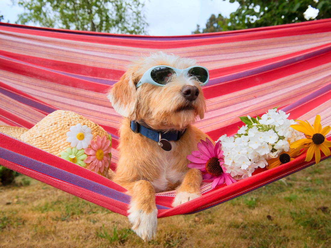 Taking a Summer Vacation With (or Without) Your Pet