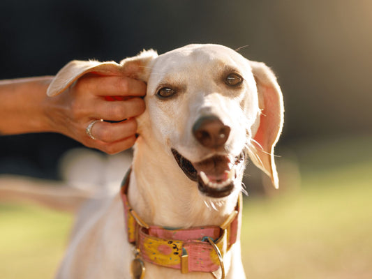 Ear Care for Dogs and Cats: Best Practices