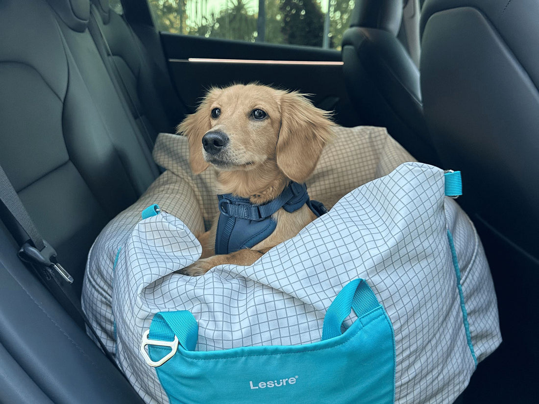 Planning a Road Trip with Your Pet: A Comprehensive Guide