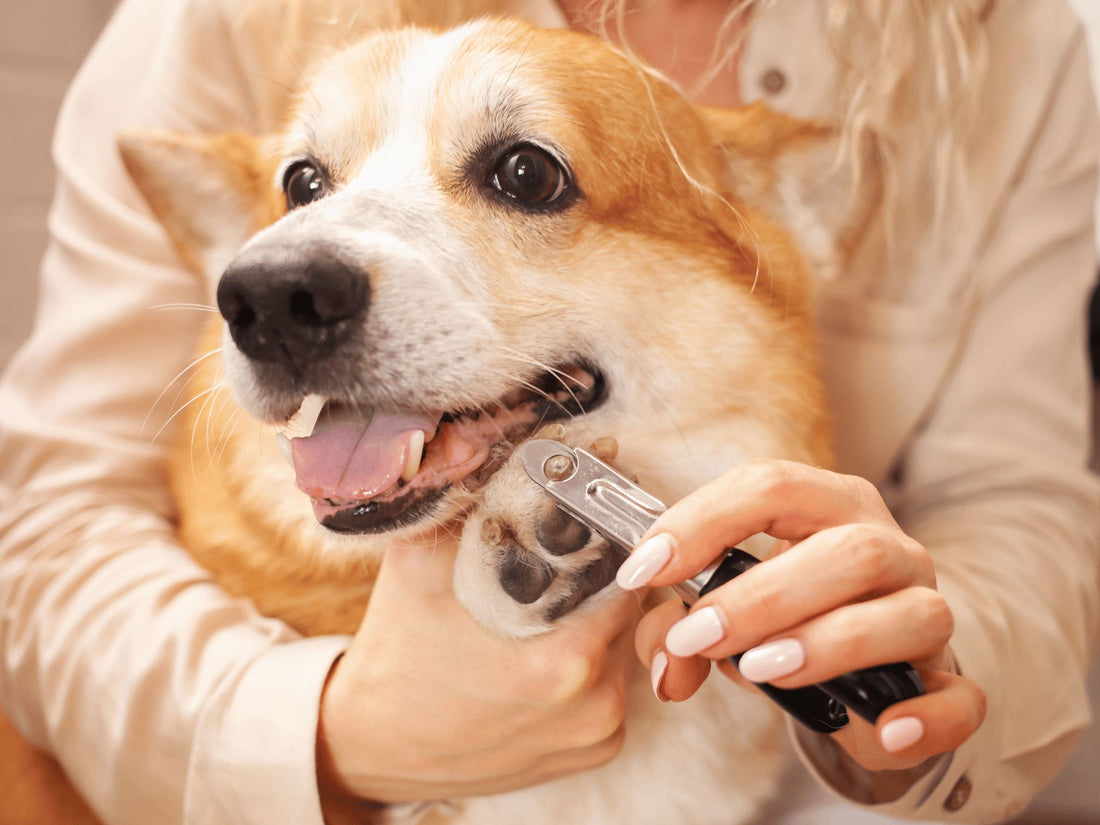 Nail Trimming for Pets: A Step-by-Step Guide