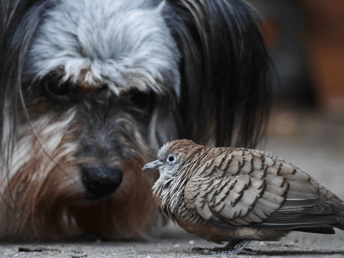 Bird-Watching with Your Pet: A Unique Bonding Activity