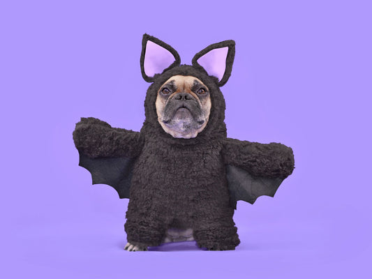 DIY Halloween Pet Grooming: Tips and Tricks