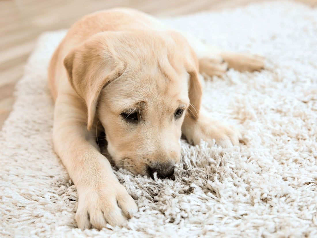 Pet-Proofing Your Home: A Room-by-Room Guide