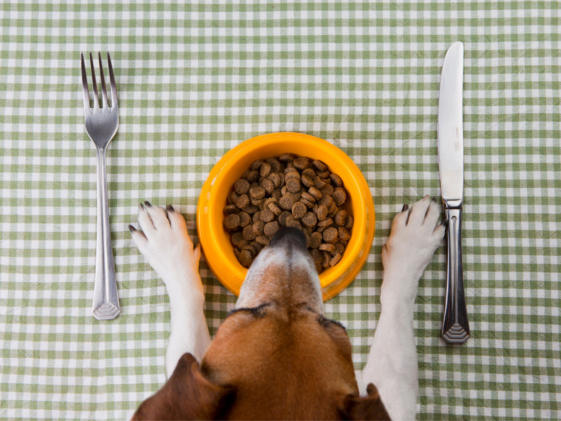 How to Create a Vet Approved Balanced Pet Diet