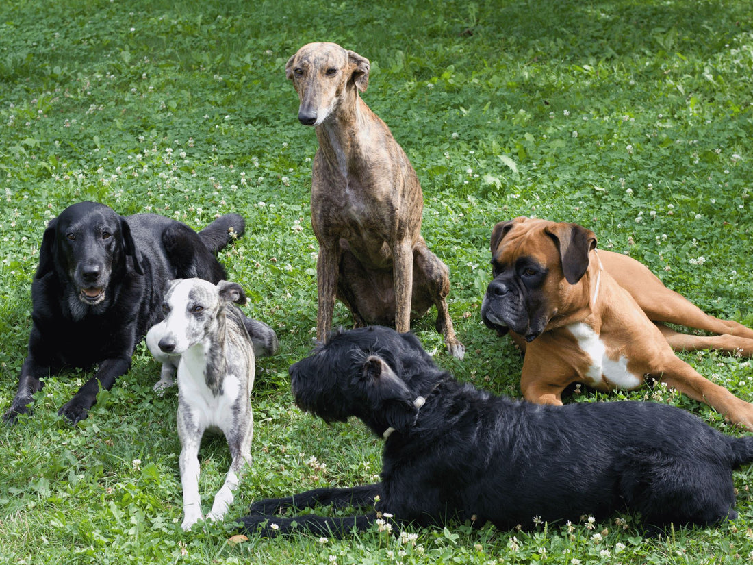 Pet Socialization 101: Why It's Vital and How to Ace It