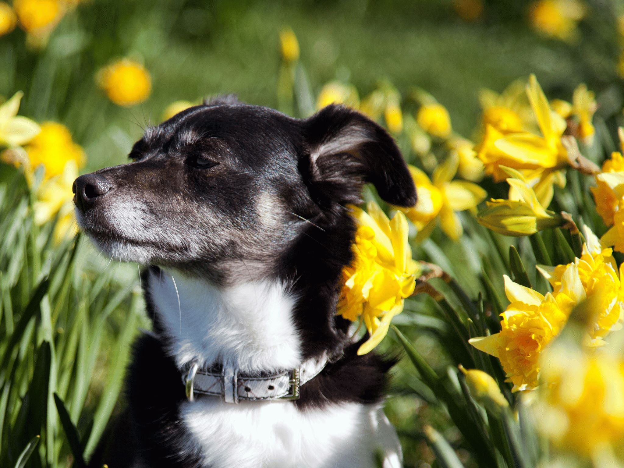 Seasonal Pet Care: Adapting to Spring – Lesure Pet