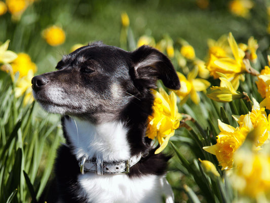 Seasonal Pet Care: Adapting to Spring
