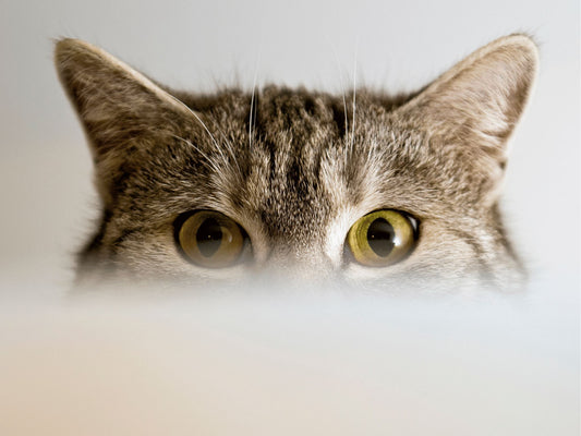 The World of Cats: Interesting Facts and Myths Debunked
