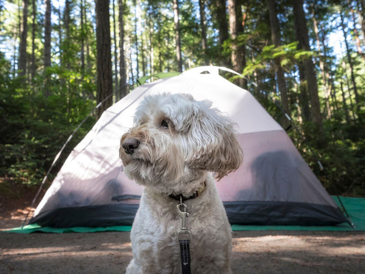 Tips for Camping with a Pet