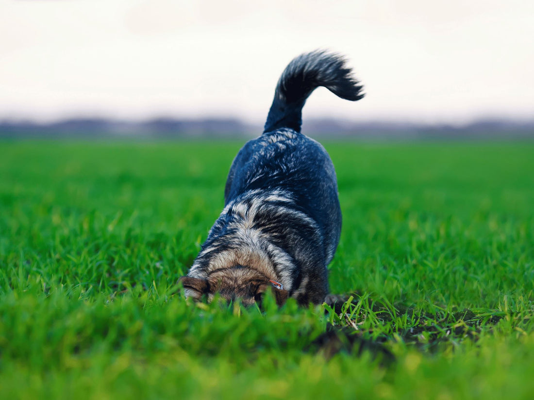 Decoding Whiskers and Tails: A Guide to Understanding Your Pet's Behavior