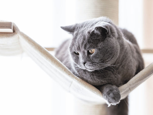Pet Health Check: Preventative Care Tips for Cats