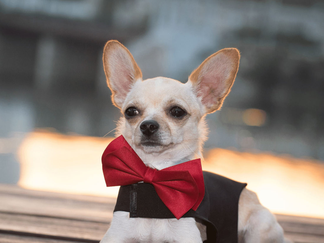 The Latest Dog Style Trends of 2023 – Lesure Pet