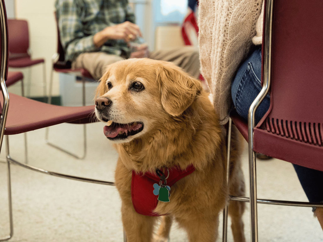 The Powerful Benefits of Emotional Support Animals