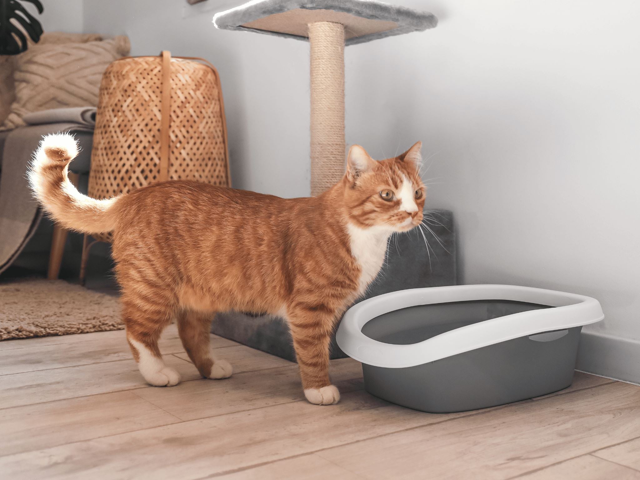 Conquering the Odor Innovative Litter Box Smell Hacks for a Fresher H Lesure Pet