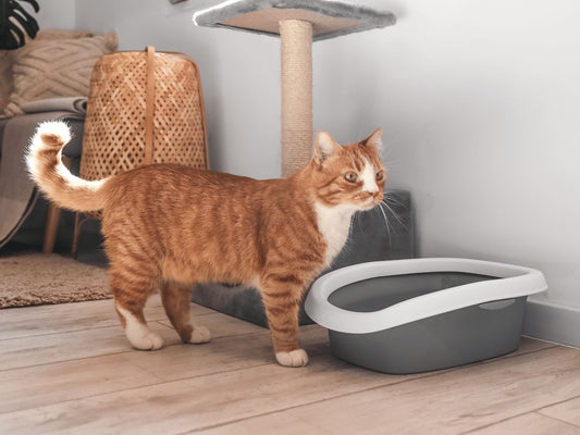 Conquering the Odor: Innovative Litter Box Smell Hacks for a Fresher Home